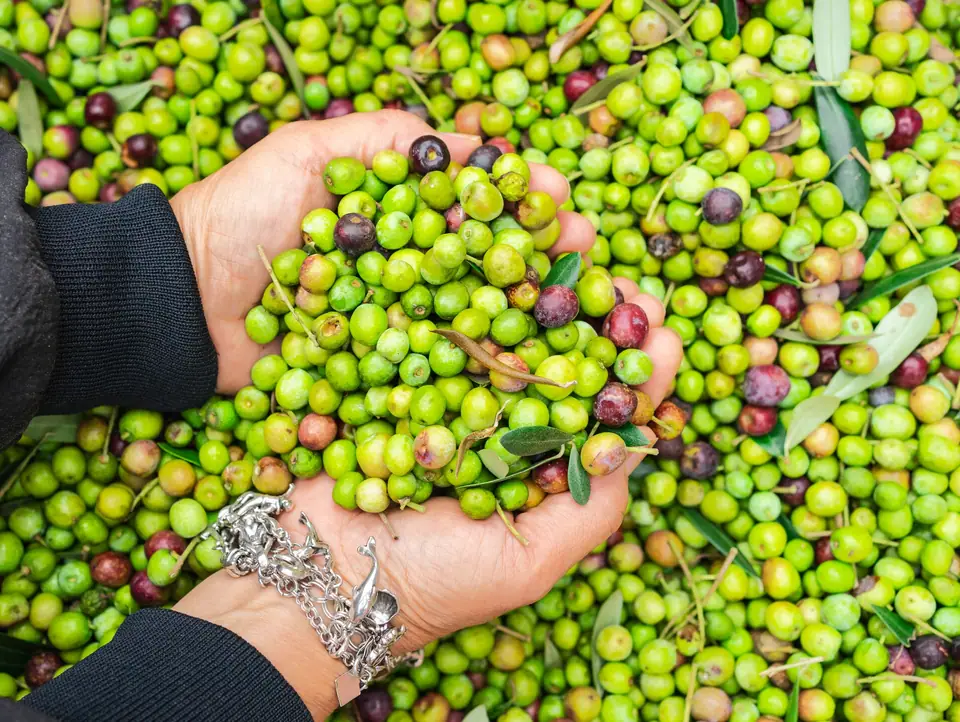 Hands holding freshly harvested green olives