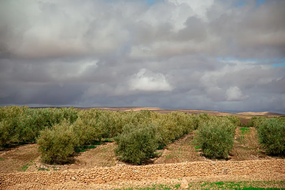 Olive groves in rural Morocco