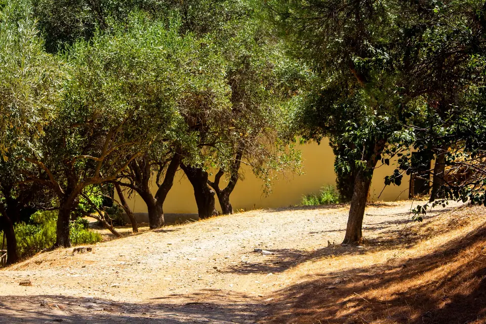 Sunlit path through a Mediterranean olive grove