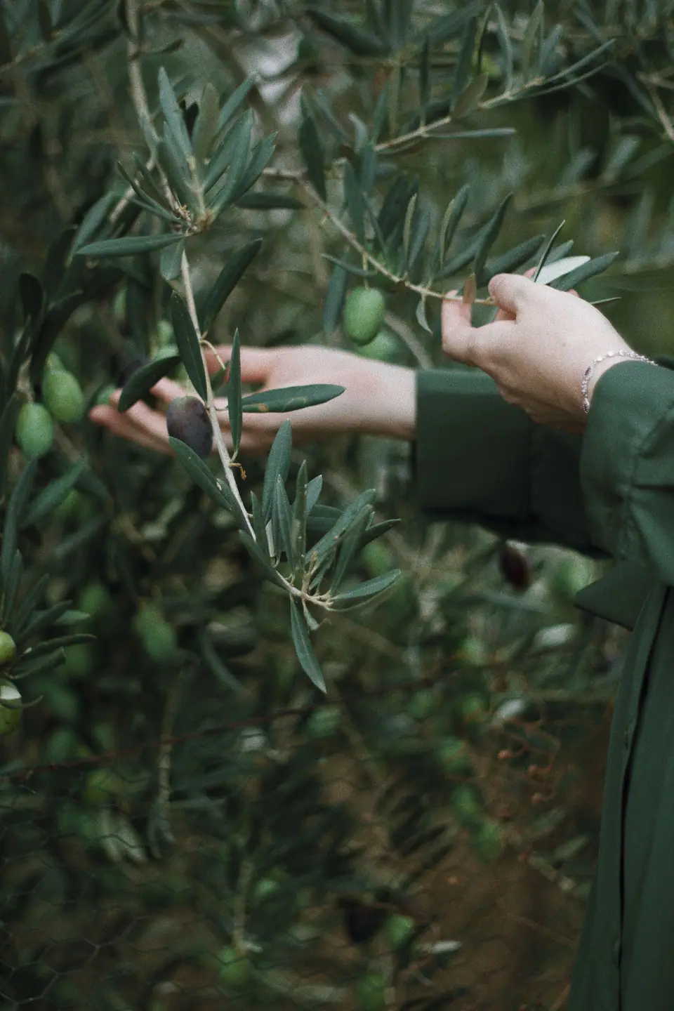 Hand-picking olives from the branch